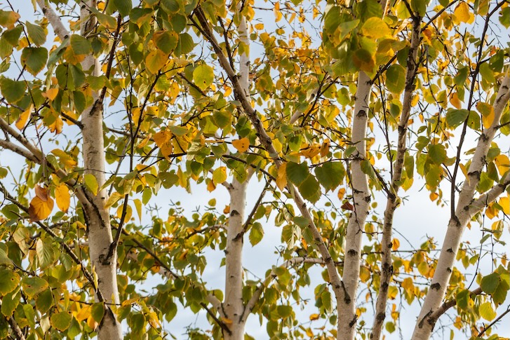 Paper Birch